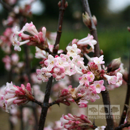 Close-up of pink and white blossoms on slender branches of Viburnum x bodnantense Charles Lamont - Arrowwood Charles Lamont, a delightful addition to any winter garden, against a blurred background.