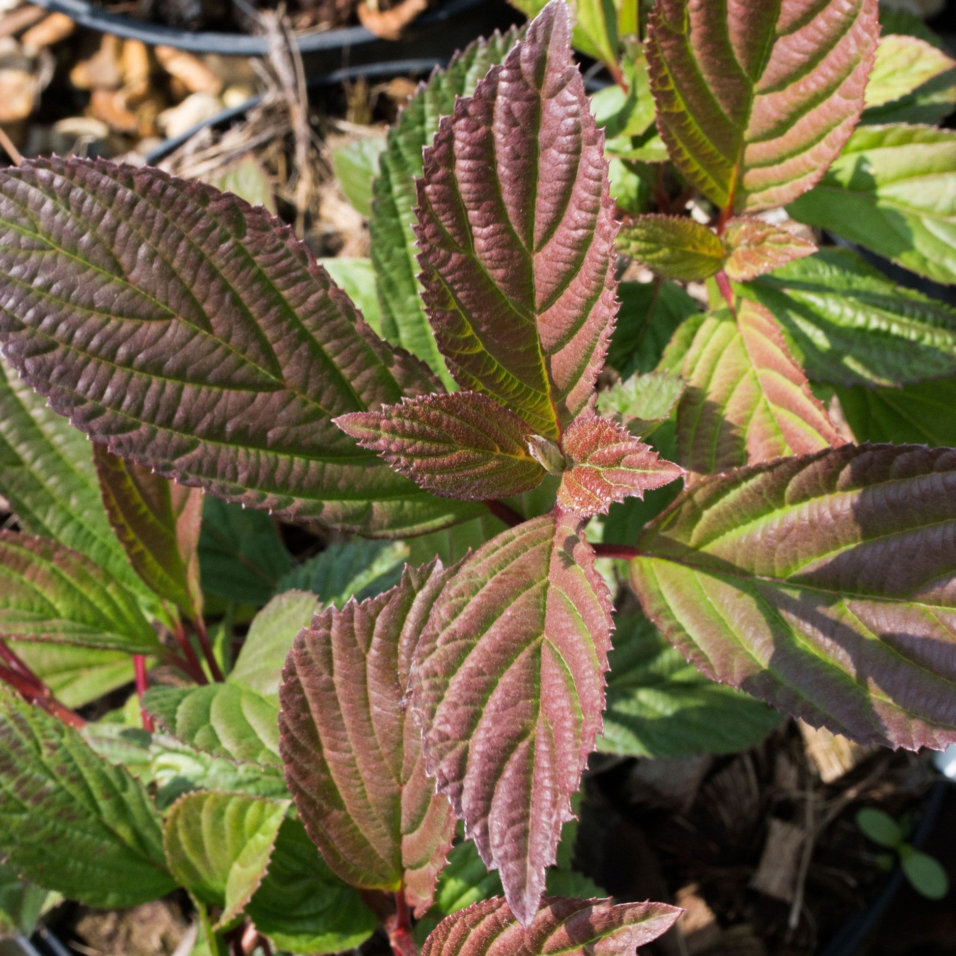 Arrowwood Charles Lamont is a low-maintenance shrub with serrated, reddish-green leaves that thrive in sunlight, making it perfect for adding resilience to your winter garden.