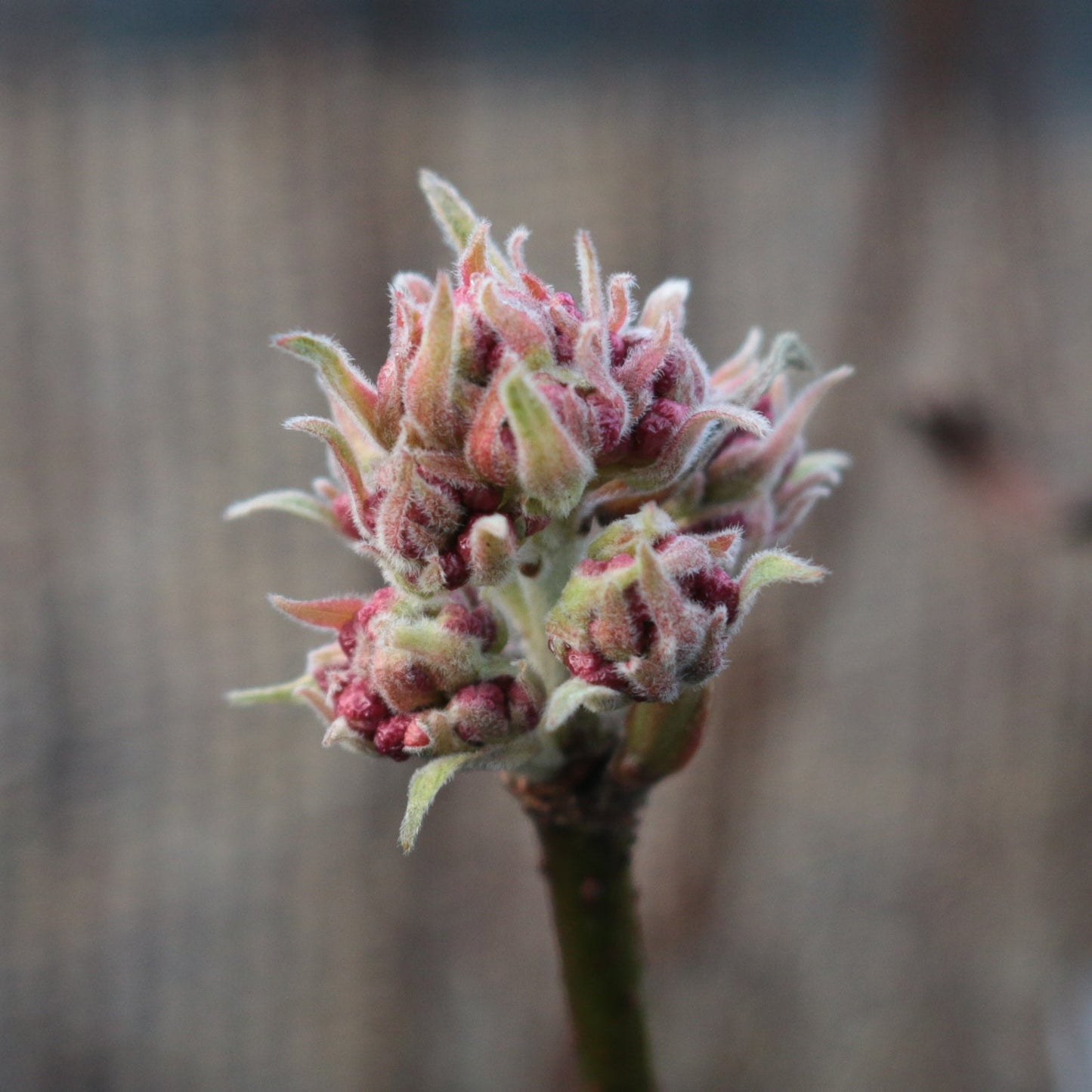 Close-up of Viburnum x bodnantense Charles Lamont bud, featuring small pinkish-red clusters and a fuzzy texture against a blurred backdrop. Ideal for winter gardens, this low-maintenance shrub adds vibrant color effortlessly.