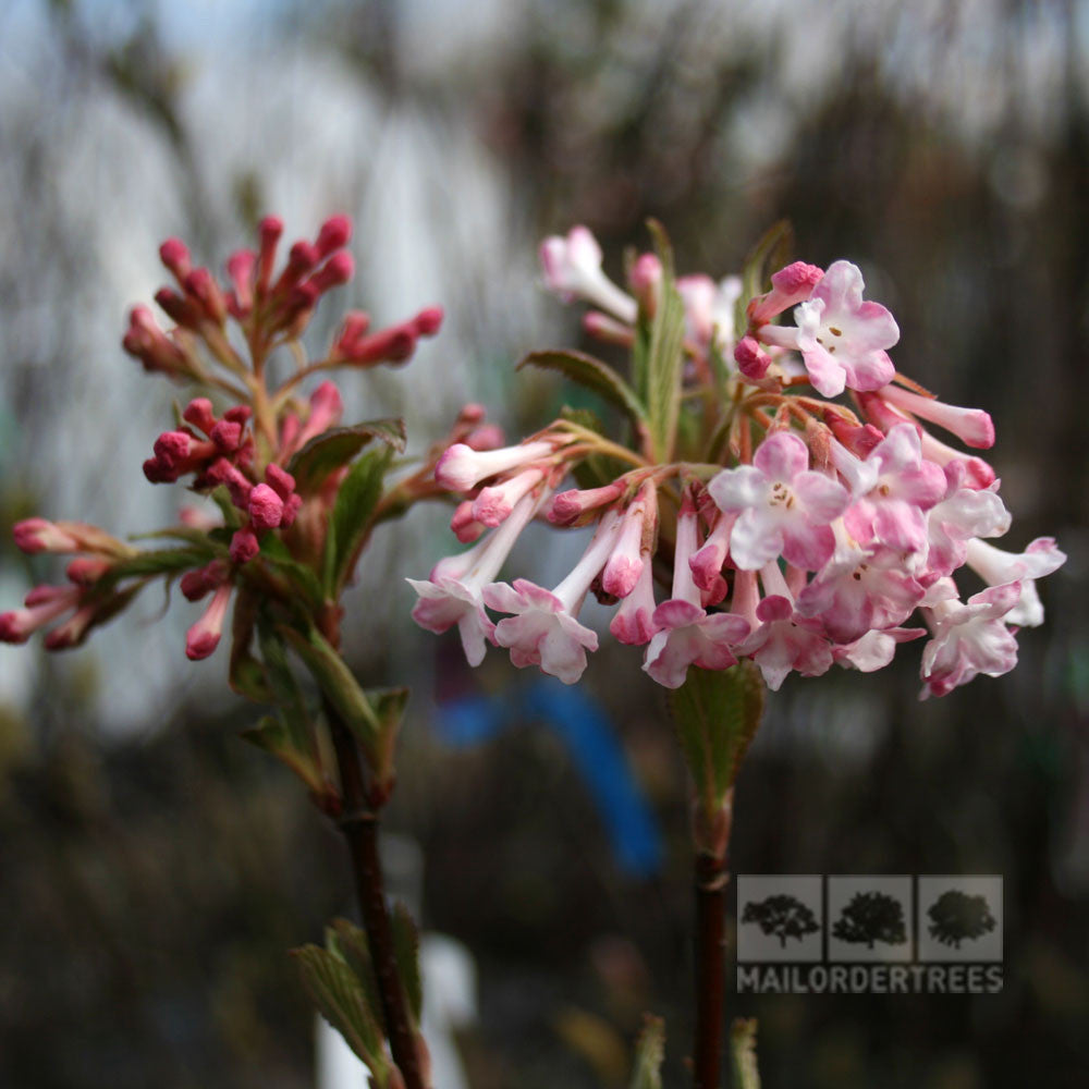 Close-up of pink and white Viburnum x bodnantense Charles Lamont flowers against a blurred background, with some unopened buds. This low-maintenance shrub adds charm to any winter garden.