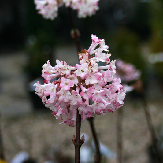 Viburnum x bodnantense Dawn - Viburnum