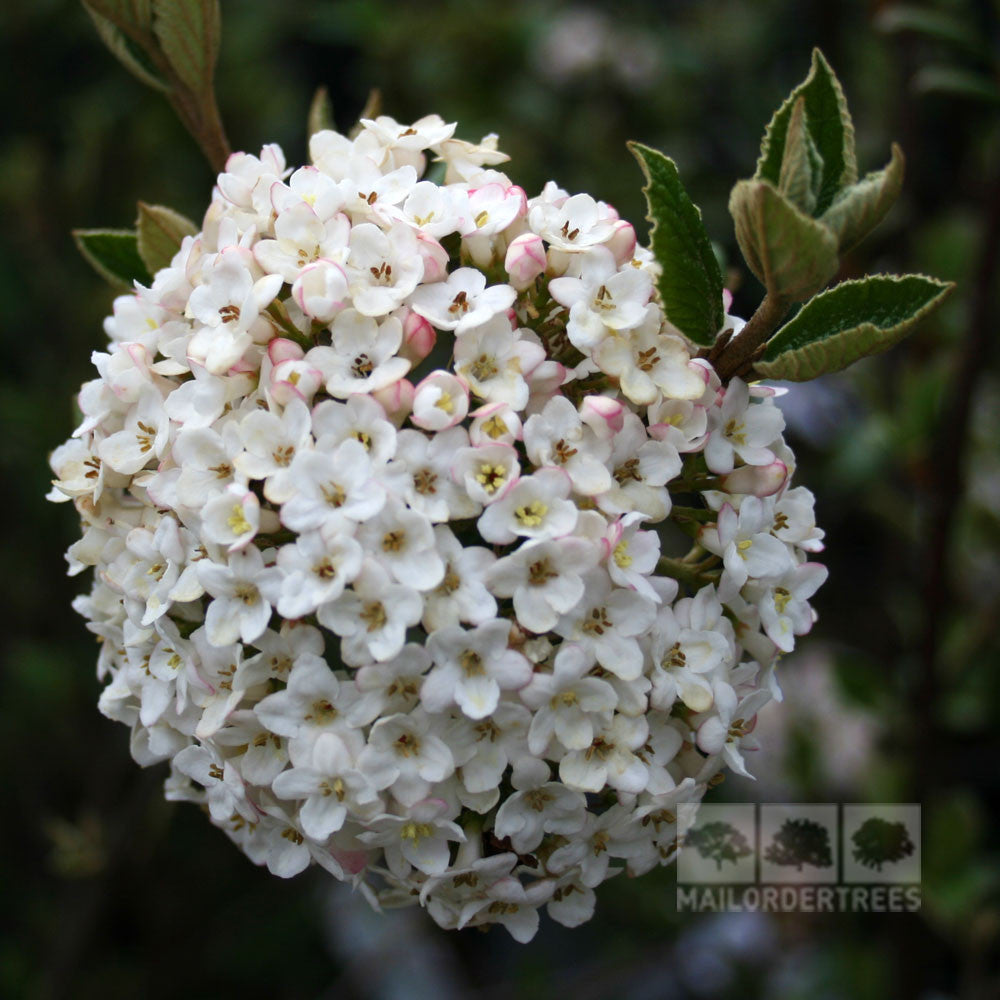 A cluster of Burkwood Viburnums white flowers with pink accents, surrounded by the lush green leaves of this hardy evergreen shrub.