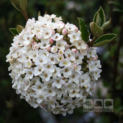 Viburnum x burkwoodii - Burkwood Viburnum