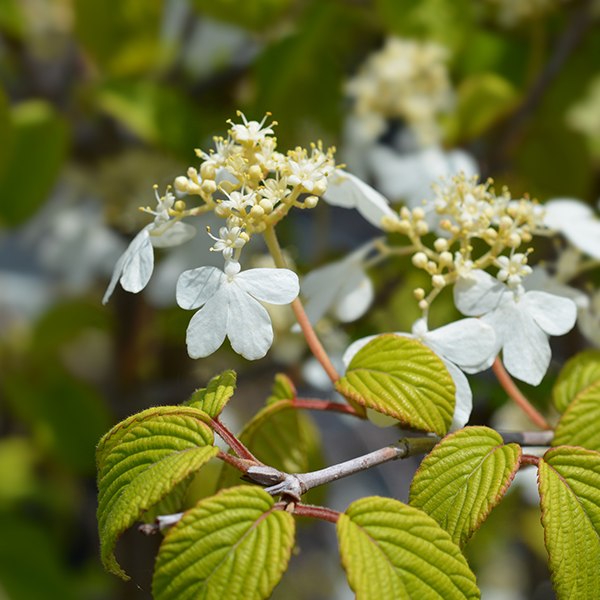 Viburnum Kilimanjaro Sunrise