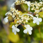 Viburnum Kilimanjaro Sunrise