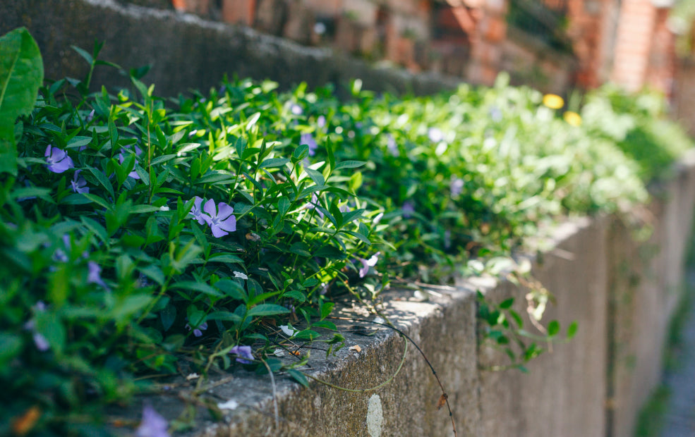 Vinca: A Carpet of Evergreen Beauty.