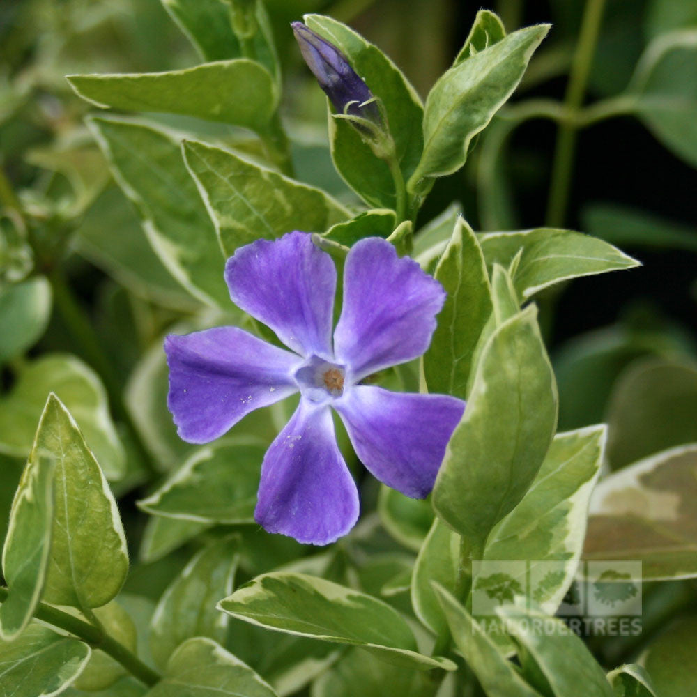 The Vinca major Variegata, known as the Greater Periwinkle, features a purple flower with five petals surrounded by lush evergreen leaves, forming a vibrant groundcover.