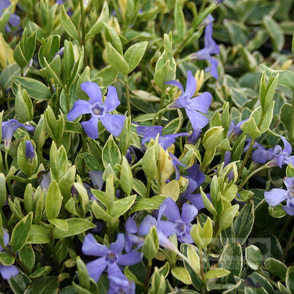 The Vinca minor Argenteovariegata, or Lesser Periwinkle Variegata, features a dense cluster of deep violet flowers and green leaves, making it a stunning groundcover.