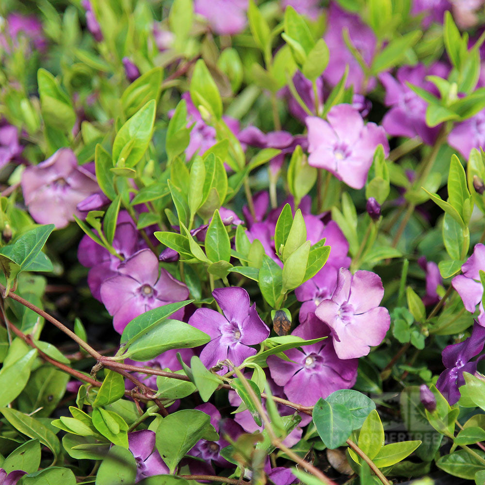 The Vinca minor Atropurpurea, or Purple Lesser Periwinkle, features elegant purple flowers and glossy green leaves that create a vibrant evergreen groundcover.