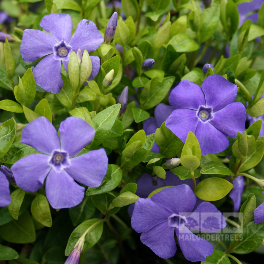 Close-up of Vinca minor Bowles Variety - Lesser Periwinkle La Grave flowers with lush green leaves in the background, highlighting their evergreen charm.