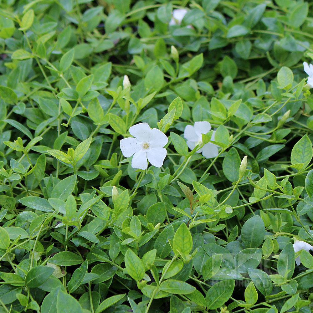 The Vinca minor Gertrude Jekyll - Lesser Periwinkle showcases white five-petaled flowers nestled among lush green leaves, offering a stunning evergreen groundcover.