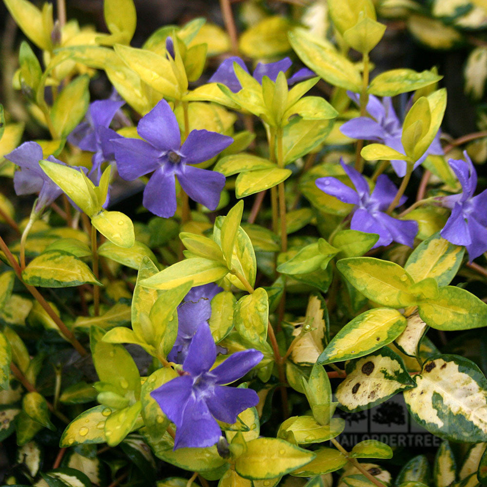 The Vinca minor Illumination - Lesser Periwinkle features purple flowers with five petals that bloom amidst the glowing foliage of an evergreen shrub.