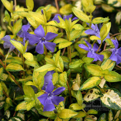 Vinca minor Illumination - Lesser Periwinkle