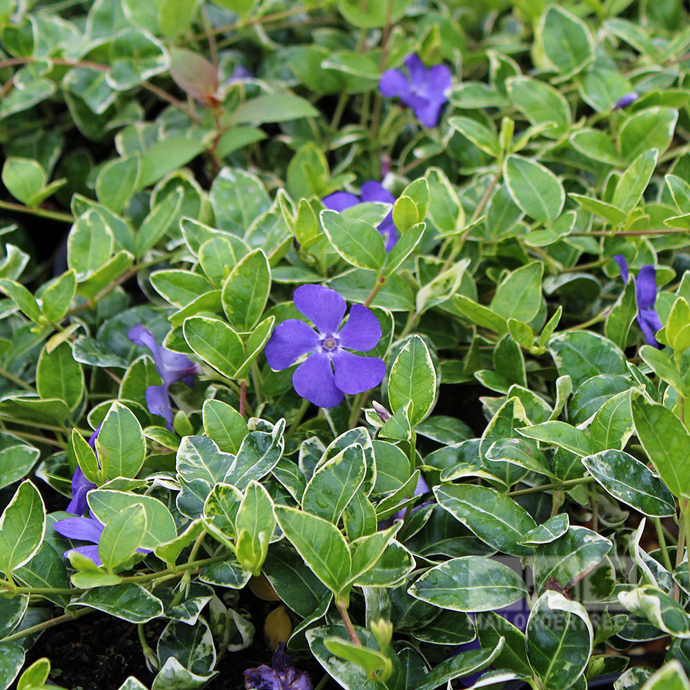 The Vinca minor Ralph Shugert, or Lesser Periwinkle, features green leaves with white edges and boasts several periwinkle flowers for stunning groundcover.