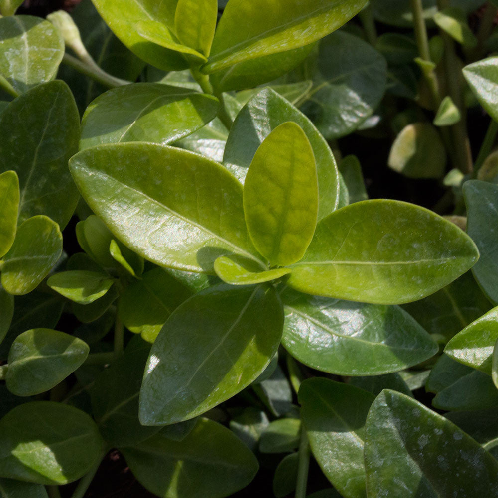 Close-up of vibrant green, smooth, elliptical leaves partially illuminated by sunlight, framing a Vinca minor alba - Small White Periwinkle.