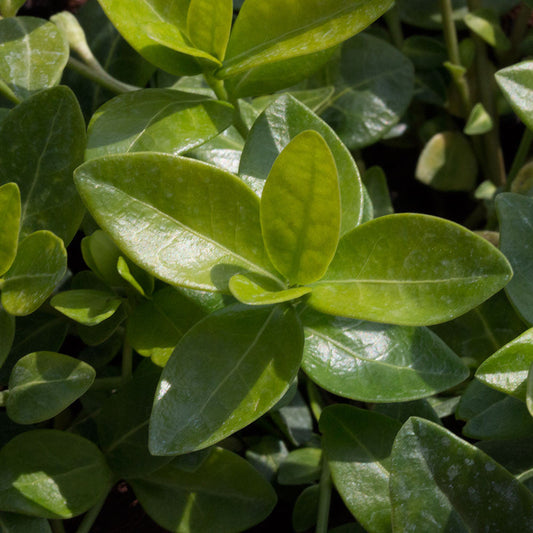 Vinca minor alba - Small White Periwinkle