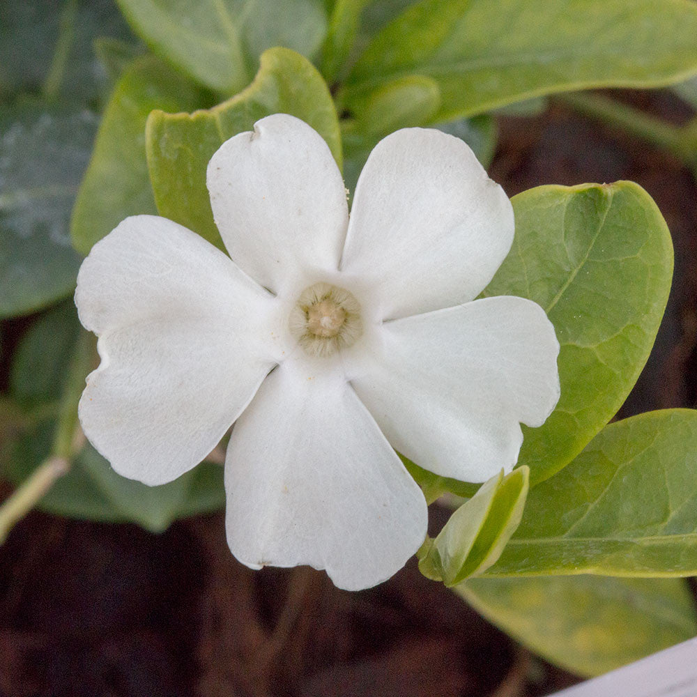 Close-up of a Vinca minor alba - Small White Periwinkle, showcasing its white five-petaled flower with vibrant green leaves in the background.