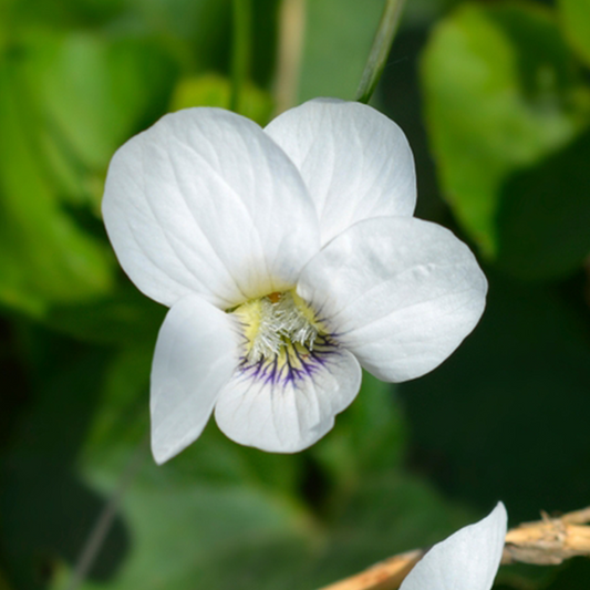 Viola sororia 'Albiflora'