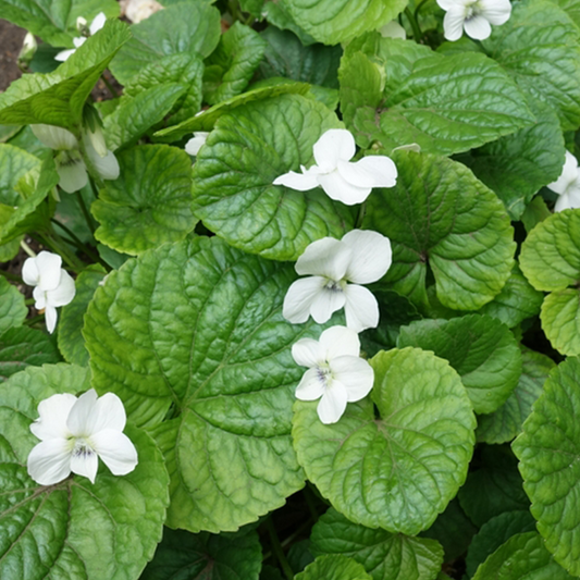 Viola sororia 'Albiflora'