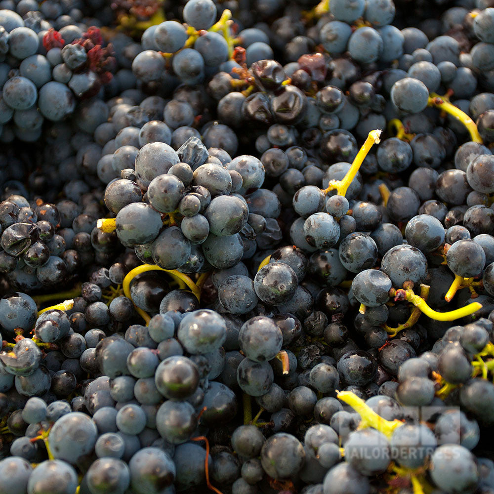 Close-up of a pile of freshly harvested Vitis Black Hamburgh grapes with green stems, showcasing their dark purple allure.