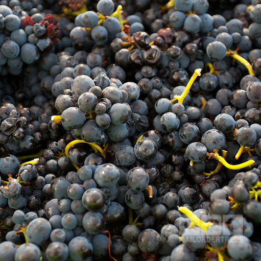 Close-up of a pile of freshly harvested Vitis Black Hamburgh grapes with green stems, showcasing their dark purple allure.