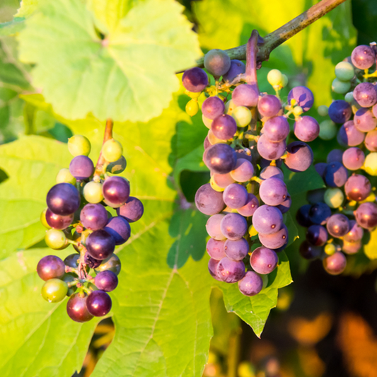 Clusters of dark purple fruits, like the Vitis Boskoop Glory, dangle from a vine embellished with rich green leaves under the sunlight.