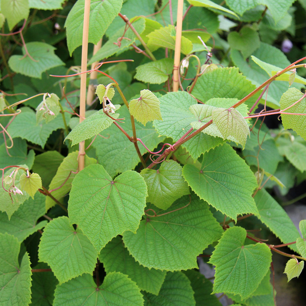 Lush green grapevine leaves with tendrils wrap around thin bamboo supports, beautifully contrasting with the wine-red leaves of the Vitis coignetiae, also known as the Crimson Glory Vine.