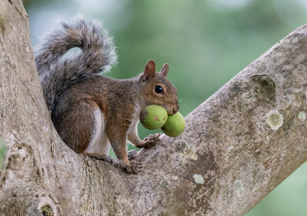 Squirrel perched on a tree branch holding two green nuts in its mouth against a blurred green background.