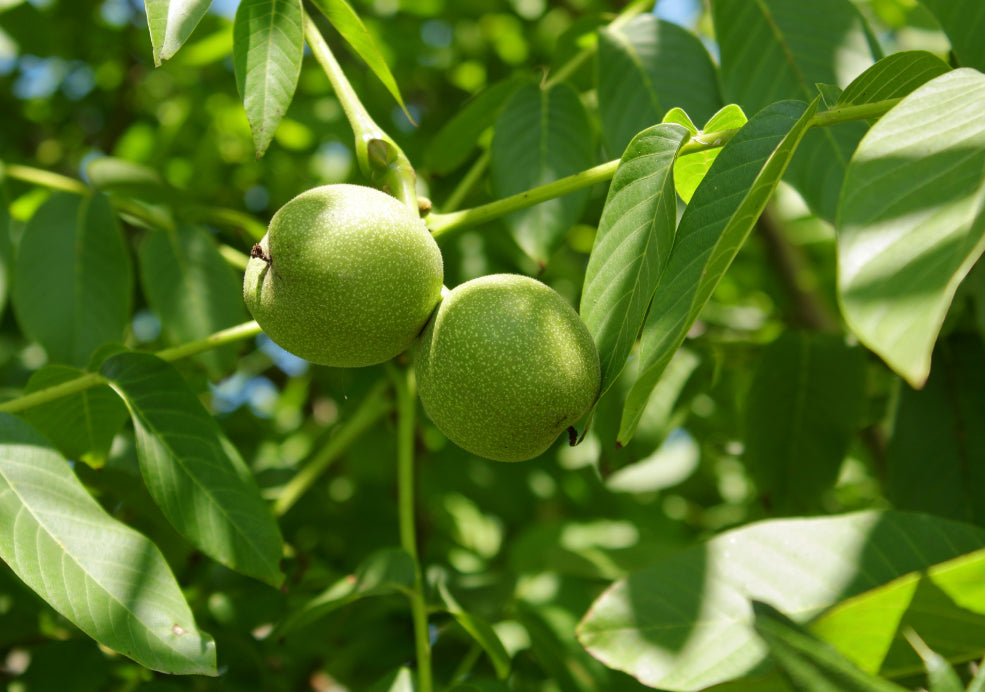 Two green walnuts hanging from a tree branch surrounded by leaves.