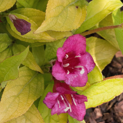 The Weigela Olympiade Briant Rubidor, with its ruby red trumpet-shaped flowers and fresh golden green foliage, creates a stunning garden setting.