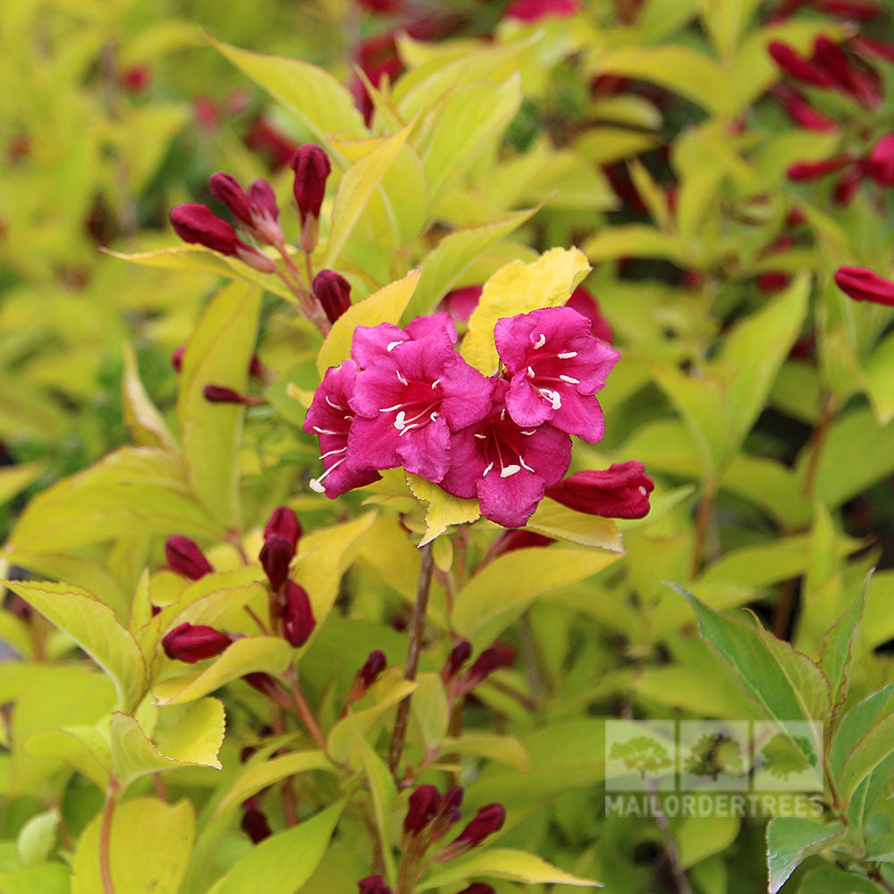 The Weigela Olympiade Briant Rubidor showcases bright pink and ruby red flowers with vibrant red buds, all beautifully set against its stunning golden green foliage.