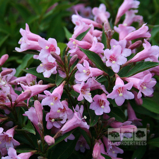 Close-up of Weigela Pink Poppet - Plangen flowers, with soft pink blooms and green leaves in the background.