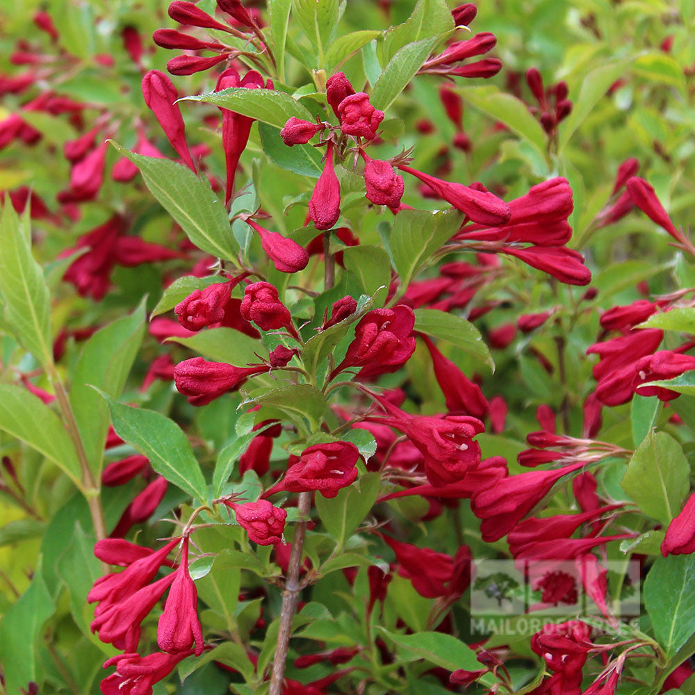 Close-up of vibrant Red Prince flowers with green leaves, highlighting the deep red blooms of the deciduous Weigela Red Prince shrub.