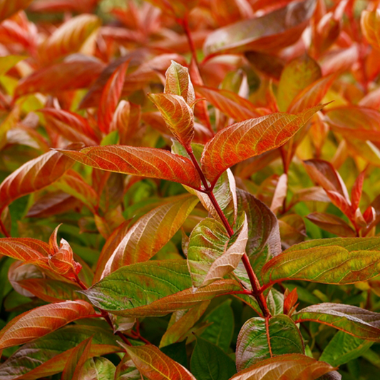 Weigela Wings of Fire - Weigela