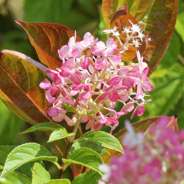 A close-up of pink hydrangea blossoms surrounded by green and reddish leaves, capturing the vibrant allure of a colourful shrub such as the Weigela Wings of Fire.