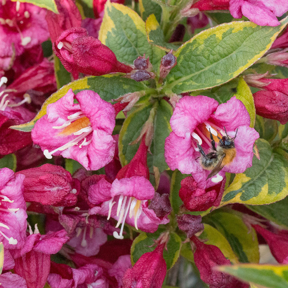 A bee, among many diligent pollinators, flits around vibrant pink flowers of the Weigela florida Moulin Rouge - Brigela with variegated foliage.