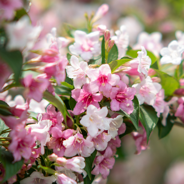 Close-up of pink and white Weigela florida Suzanne blossoms with green leaves in soft focus, ideal for attracting wildlife.