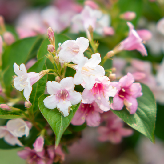 Close-up of Weigela florida Suzanne flowers in pale pink and white with variegated foliage and lush green leaves in soft focus.