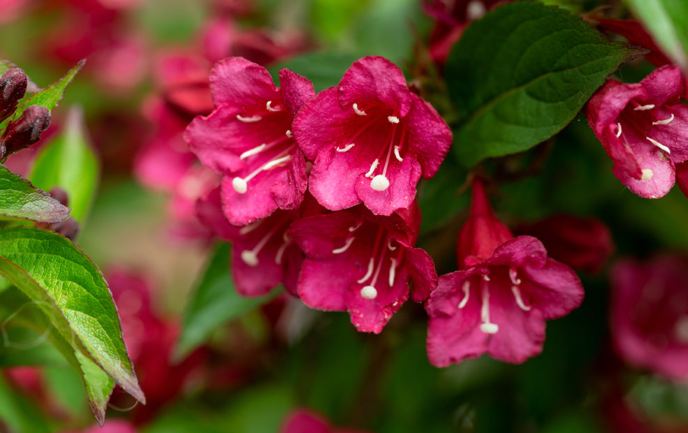 A Pollinator’s Delight with Seasonal Appeal.