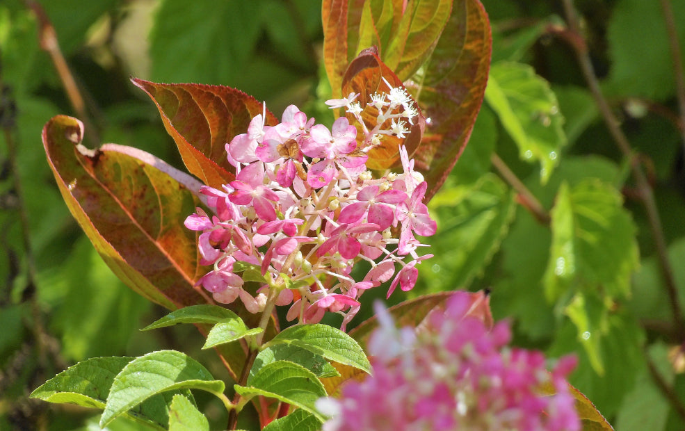 Weigela: A Burst of Colour and Classic Charm.