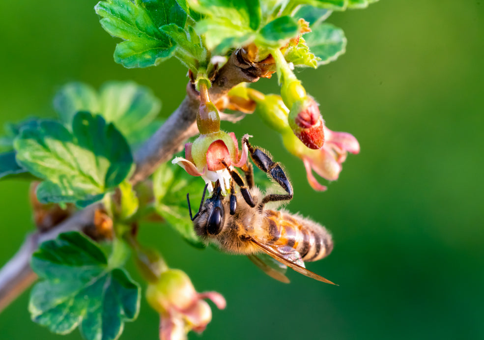 A Garden Friend for Pollinators and Wildlife.