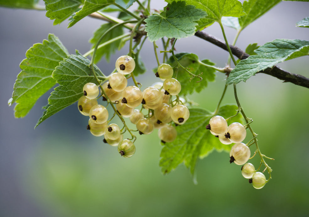 Whitecurrant: A Unique and Elegant Fruit for the Garden.