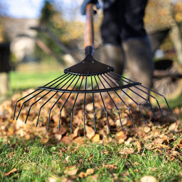 With the Wire Leaf Rake - Carbon Steel, featuring a durable carbon steel construction and an FSC certified ash wood handle, a person efficiently gathers fallen leaves on a grassy lawn using tools built to last.