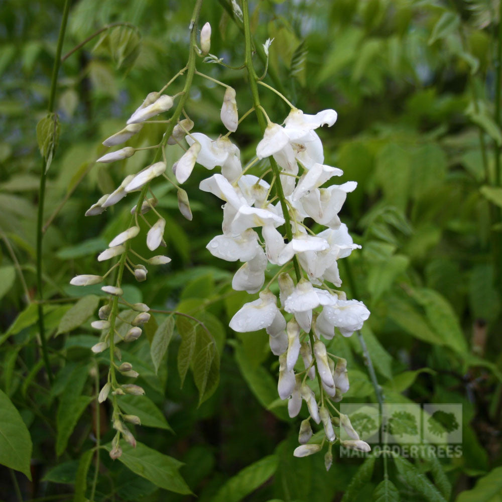 The Wisteria Alba - White Wisteria Plant features fragrant white flowers hanging in clusters against green leaves, adding a delightful aroma to any garden. This fast-growing climber beautifully drapes over trellises and fences, offering a serene and captivating atmosphere.