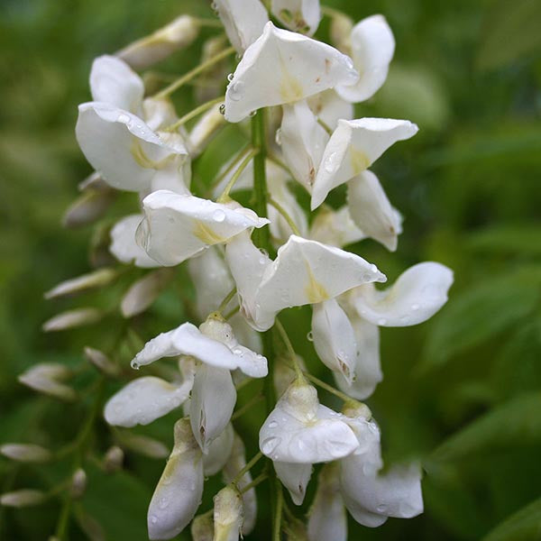 Close-up of Wisteria Alba - White Wisteria Plant flowers adorned with raindrops, set against a blurred green background.