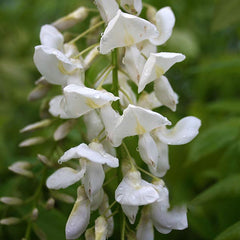 Wisteria Alba - White Wisteria Plant