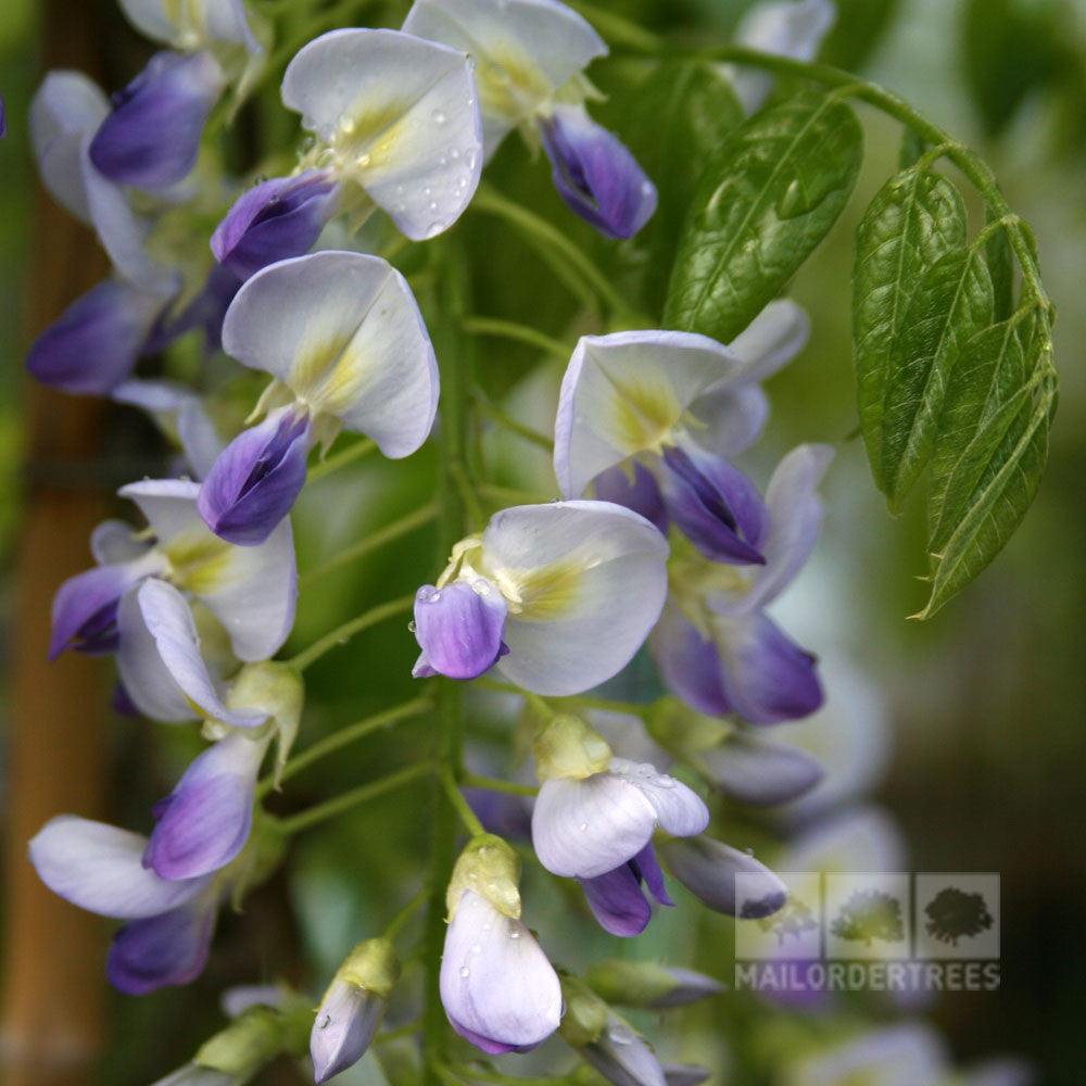 A close-up of Wisteria Domino - Japanese Wisteria reveals lilac-blue and white flowers with green leaves, adorned with delicate water droplets.