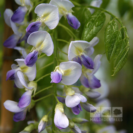 Wisteria Domino - Japanese Wisteria