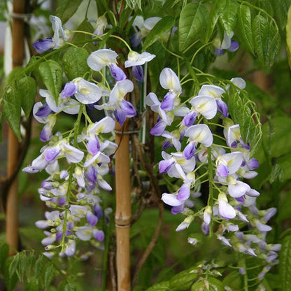 Lilac-blue and white flowers of the Wisteria Domino - Japanese Wisteria hang gracefully from lush green foliage on this deciduous climber.