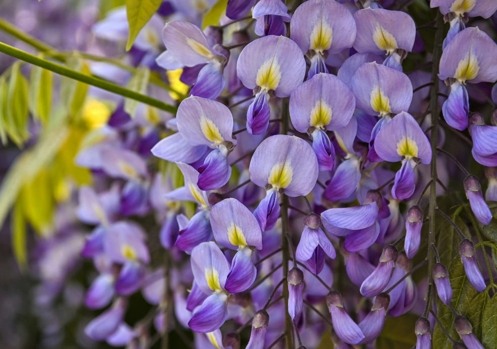 Wisteria: A Majestic Climber with Timeless Beauty.